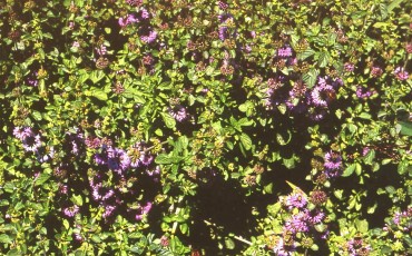 Poleiminze, Mentha pulegium