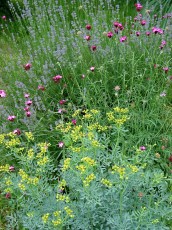 Weinraute, Ruta graveolens