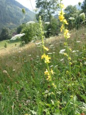 Odermennig, Agrimonia eupatoria
