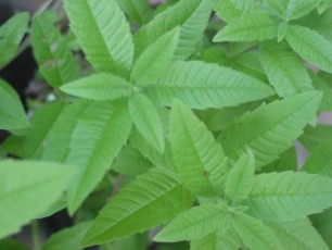Zitronenverbene, Aloysia triphylla