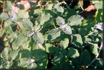 Andorn, Marrubium vulgare