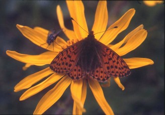 Arnika, Arnica montana
