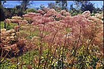 Baldrian, Valeriana officinalis