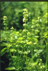 Basilikum, Ocimum basilicum