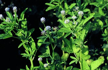 Brotklee, Schabziger Klee, Trigonella caerulea