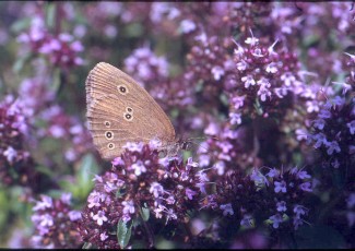 Dost, Wilder Majoran, Origanum vulgare