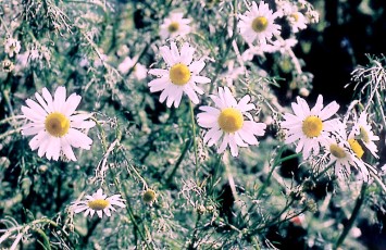 Echte Kamille, Chamomilla recutita