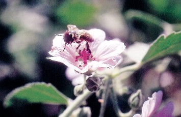 Eibisch, Althaea officinalis