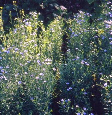 Lein, Linum usitatissimum