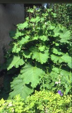 Große Klette, Arctium lappa