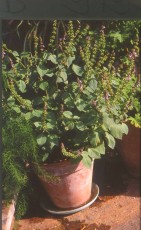 Heiliges Basilikum, Basilicum sanctum