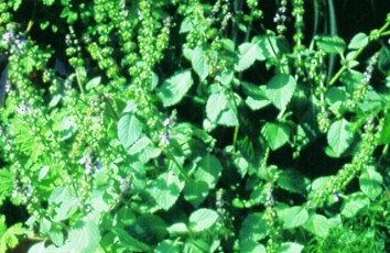 Heiliges Basilikum, Basilicum sanctum