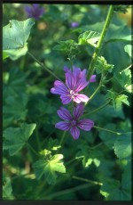 Käsepappel, Malva neglecta