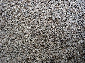 Kümmel, Cuminum cyminum