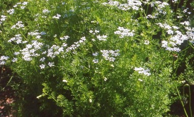 Koriander, Coriandrum sativum
