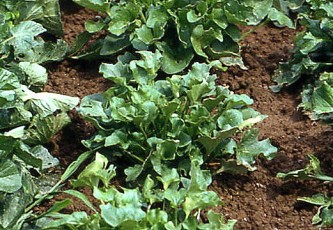 Löffelkraut, Cochlearia officinalis