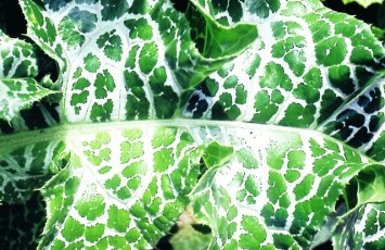 Mariendistel, Silybum marianum