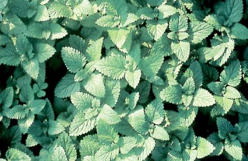 Zitronenmelisse, Melissa officinalis