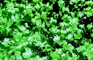 Petersilie, Petroselinum crispum