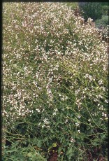 Rukola, Eruca sativa
