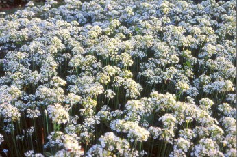 Schnittknoblauch, Allium ramosum