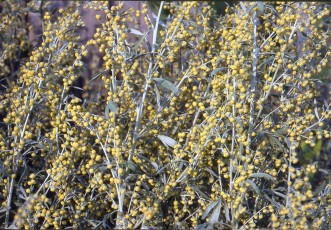Wermut, Artemisia absinthium