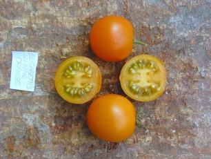 Obsttomate: Elisabeths Kleine Orange