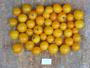 Obsttomate: Golden Perfection