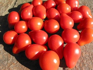 Obsttomate: Rotes Birnchen