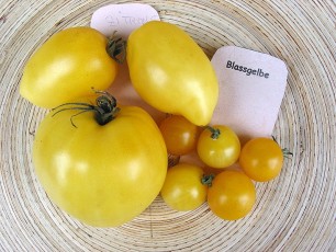 Obsttomate: Blassgelbe