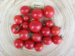 Obsttomate: Whippersnapper