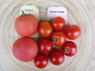 Obsttomate: Zuckertomate