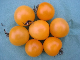Obsttomate: Kleine Orange von Elisabeth