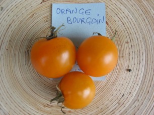 Obsttomate: Orange Bourgoin