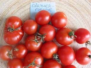 Obsttomate: Gärtnerfreude
