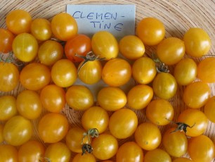 Obsttomate: Clementine