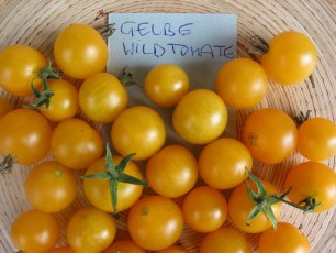 Obsttomate: Gelbe Wildtomate