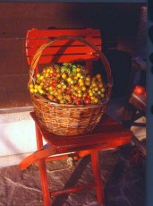 Obsttomate: Wildtomaten, Gelbe und Rote