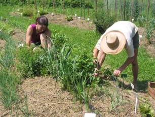 Arbeit am Hügelbeet