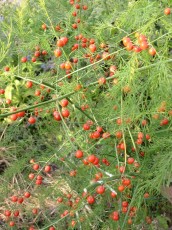 GemüseLeon+Steyr1_IMG