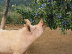 Schweine Stiwoll_IMG