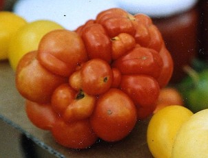 paradeis reisetomate