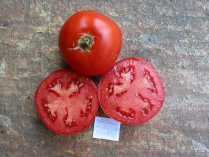 Salattomate: Rentita