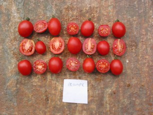 Salattomatn: Principe