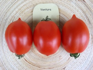 Salattomate: Ventura