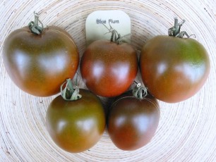 Salattomate: Blue Plum