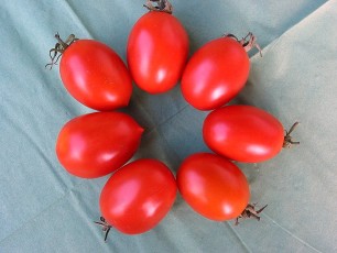 Salattomate: Ventura