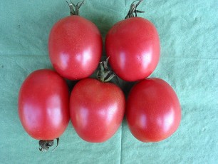 Salattomate: Rosa Ei