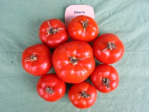 Salattomate: Siberia