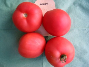 Salattomate: Madara 1